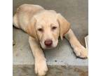 Labrador Retriever Puppy for sale in Corydon, IN, USA