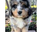Mutt Puppy for sale in Duncan, NE, USA
