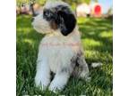 Mutt Puppy for sale in Duncan, NE, USA