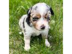Miniature Australian Shepherd Puppy for sale in Milford, NE, USA