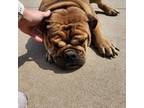Bulldog Puppy for sale in Attica, KS, USA