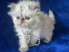 Blue Point Persian Female Kitten