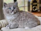 Blue Mitted Sepia