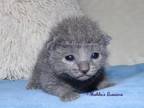 Russian Blue Female Kitten