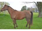 Cow/Foundation bred broodmare
