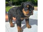 Rottweiler Puppy for sale in Fillmore, IL, USA