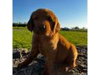 Golden Retriever Puppy for sale in Udall, KS, USA