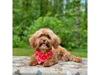 Shih-Poo Puppy for sale in Statesville, NC, USA
