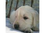 Golden Retriever Puppy for sale in Chambersburg, PA, USA