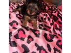 Yorkshire Terrier Puppy for sale in Booneville, MS, USA