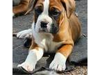 Boxer Puppy for sale in Joliet, IL, USA