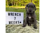 Great Dane Puppy for sale in Lima, OH, USA