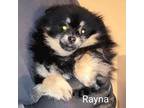 AKC Rayna