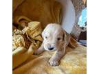 Golden Retriever Puppy for sale in Powderhorn, CO, USA
