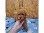 Mutt Puppy for sale in Valley, AL, USA