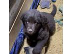 Newfoundland Puppy for sale in Albuquerque, NM, USA