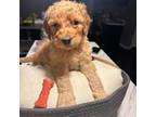 Goldendoodle Puppy for sale in Chatsworth, GA, USA