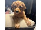 Goldendoodle Puppy for sale in Chatsworth, GA, USA