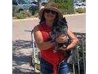 Experienced and Affordable Pet Sitter in Clearwater, FL - $12/hr