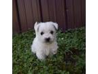 West Highland White Terrier Puppy for sale in Grovespring, MO, USA