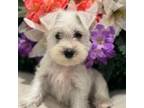 Schnauzer (Miniature) Puppy for sale in Chicago, IL, USA