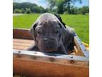 Great Dane Puppy for sale in Granby, MO, USA