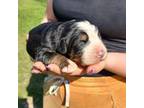 Bernese Mountain Dog Puppy for sale in Bowlus, MN, USA