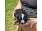 Bernese Mountain Dog Puppy for sale in Bowlus, MN, USA