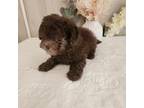 Shih-Poo Puppy for sale in Duncan, SC, USA