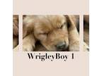 Wrigleys boy 1