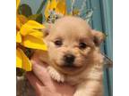 Pomeranian Puppy for sale in Willard, MO, USA