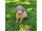 Mutt Puppy for sale in Belding, MI, USA
