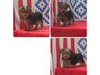 Yorkshire Terrier Puppy for sale in Milan, MO, USA