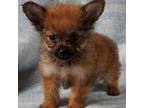 Mutt Puppy for sale in Knox, PA, USA