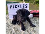 Pickles