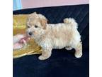 Poodle (Toy) Puppy for sale in Canton, TX, USA