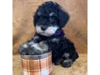 Schnauzer (Miniature) Puppy for sale in Hartville, MO, USA