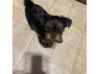Yorkshire Terrier Puppy for sale in Spokane Valley, WA, USA