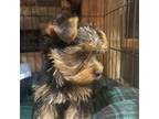 Yorkshire Terrier Puppy for sale in Spokane Valley, WA, USA