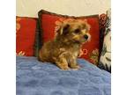 Yorkshire Terrier Puppy for sale in Thomaston, GA, USA