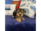 Yorkshire Terrier Puppy for sale in Thomaston, GA, USA