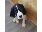 English Springer Spaniel Puppy for sale in Lincoln, NE, USA