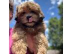 Mutt Puppy for sale in Shepherdsville, KY, USA