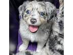 Mutt Puppy for sale in Crawfordville, FL, USA