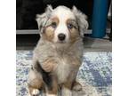 Miniature Australian Shepherd Puppy for sale in Crawfordville, FL, USA