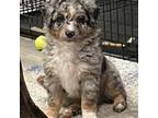 Miniature Australian Shepherd Puppy for sale in Crawfordville, FL, USA