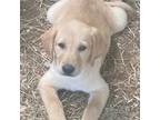 Labrador Retriever Puppy for sale in Katy, TX, USA