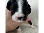 Cavalier King Charles Spaniel Puppy for sale in Marina Del Rey, CA, USA