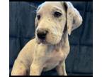 Great Dane Puppy for sale in Acton, CA, USA