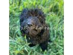 Labradoodle Puppy for sale in Jacksons Gap, AL, USA